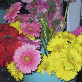 Gerber Daisies
