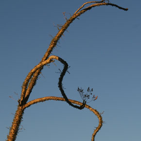 The Boojum Trees of Mexico's Baja California The Boojum Trees of Mexico's Baja California