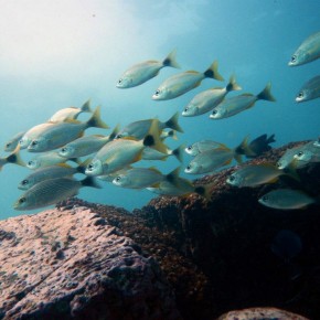 Underwater Photo Contest Underwater Photo Contest